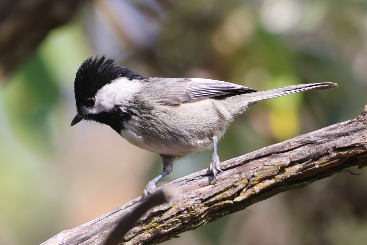 Mexican Chickadee - ML646551001