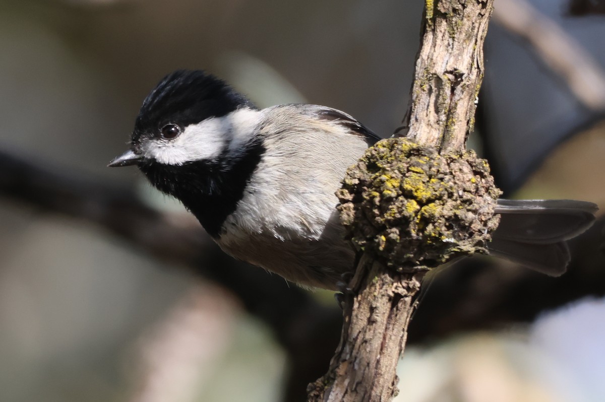 Mexican Chickadee - ML646551002