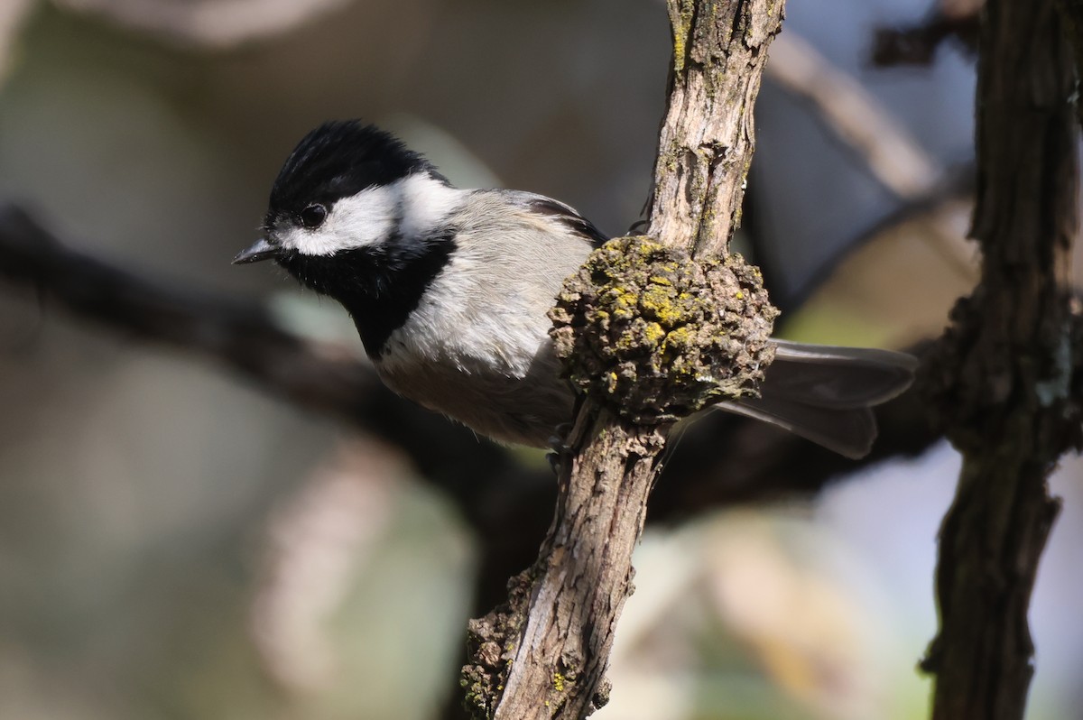 Mexican Chickadee - ML646551003