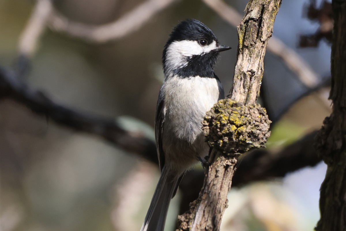 Mexican Chickadee - ML646551004