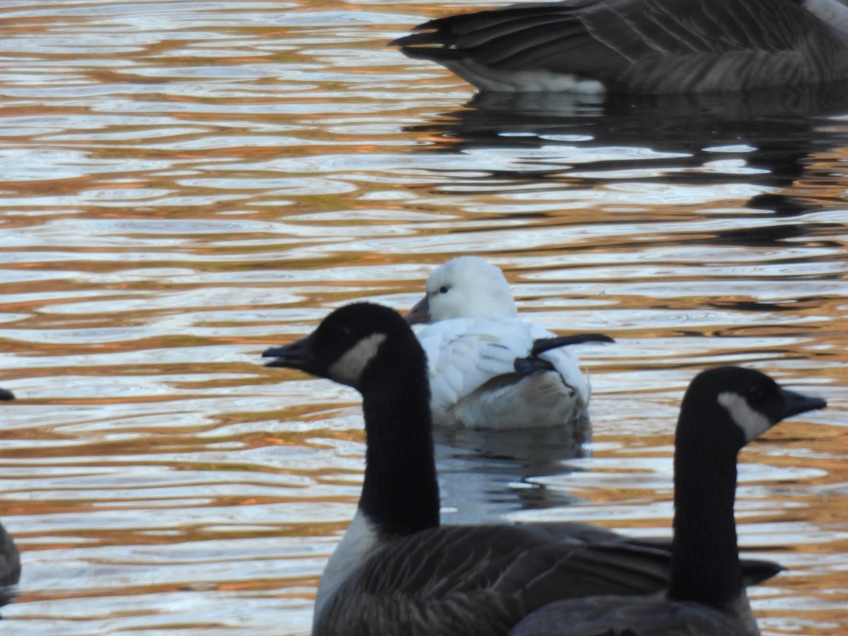 Ross's Goose - ML646551006