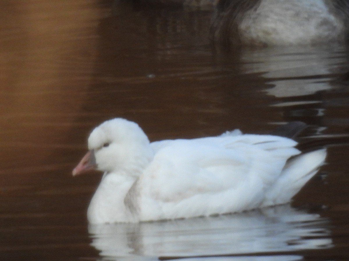 Ross's Goose - ML646551007
