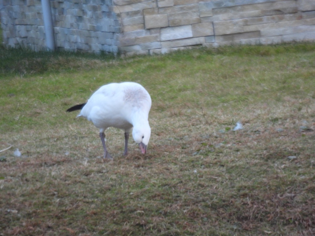 Ross's Goose - ML646551008