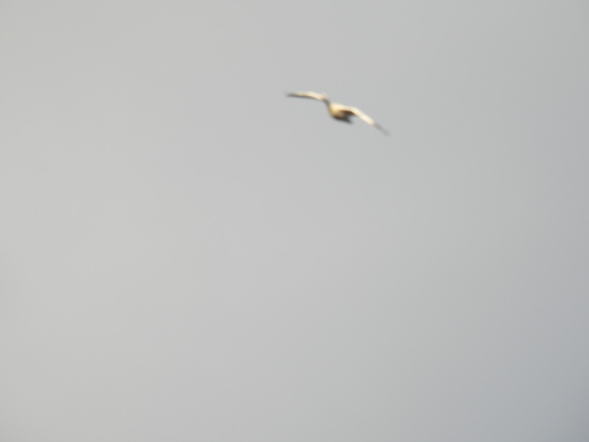 Ross's Goose - ML646551009