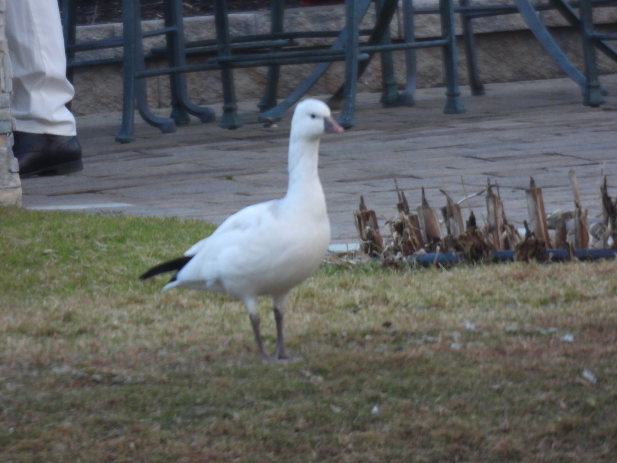 Ross's Goose - ML646551010