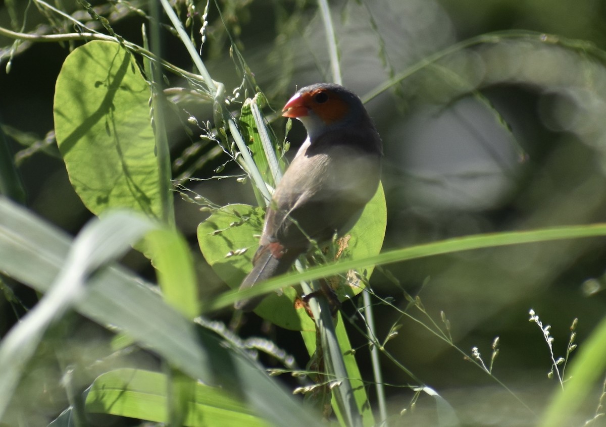 Оранжевощёкий астрильд - ML646551011