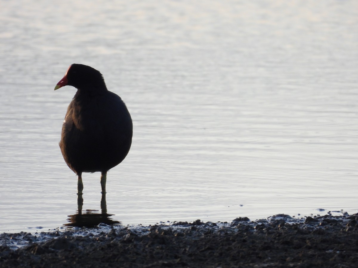 Common Gallinule - ML646551012
