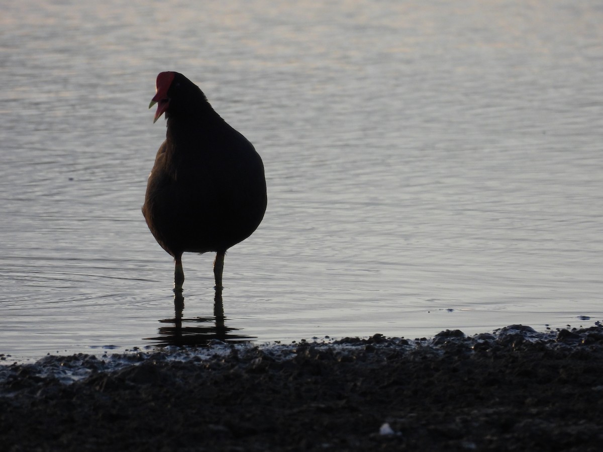 Common Gallinule - ML646551013