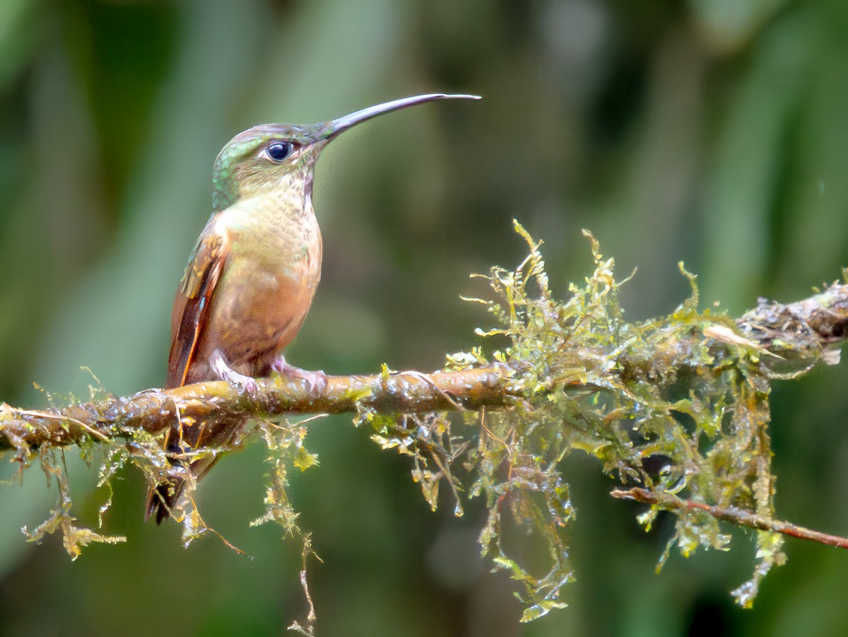 Brillante Pechigamuza - ML646551016