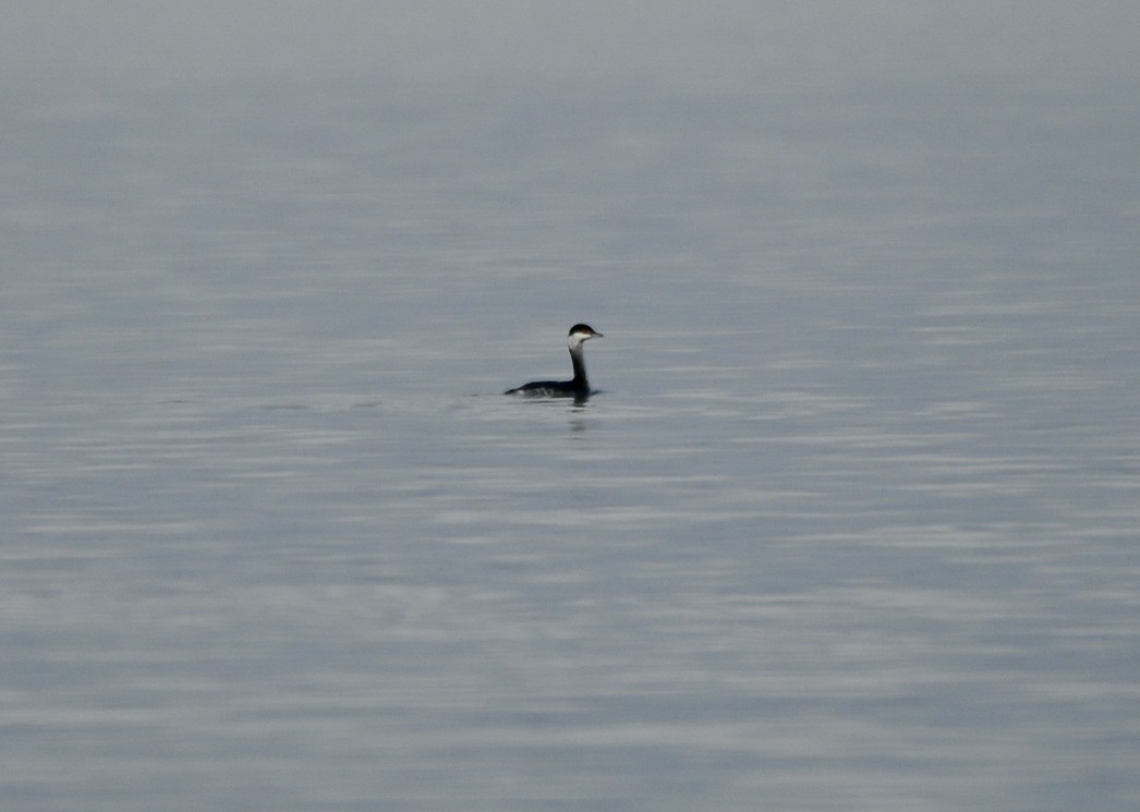 Ухаа шунгуур - ML646551021