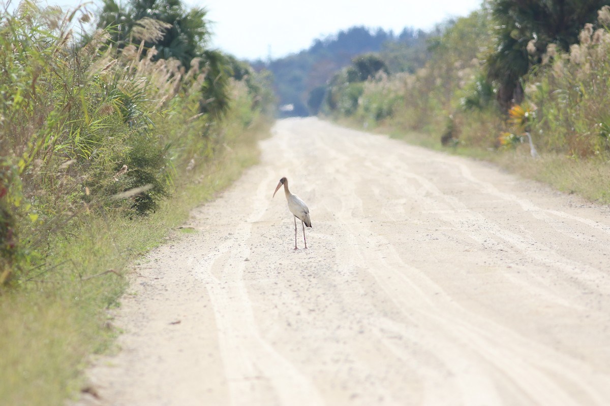 amerikastork - ML646551023