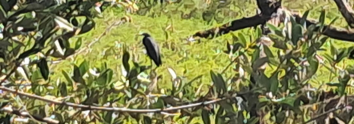 Little Blue Heron - ML646551024