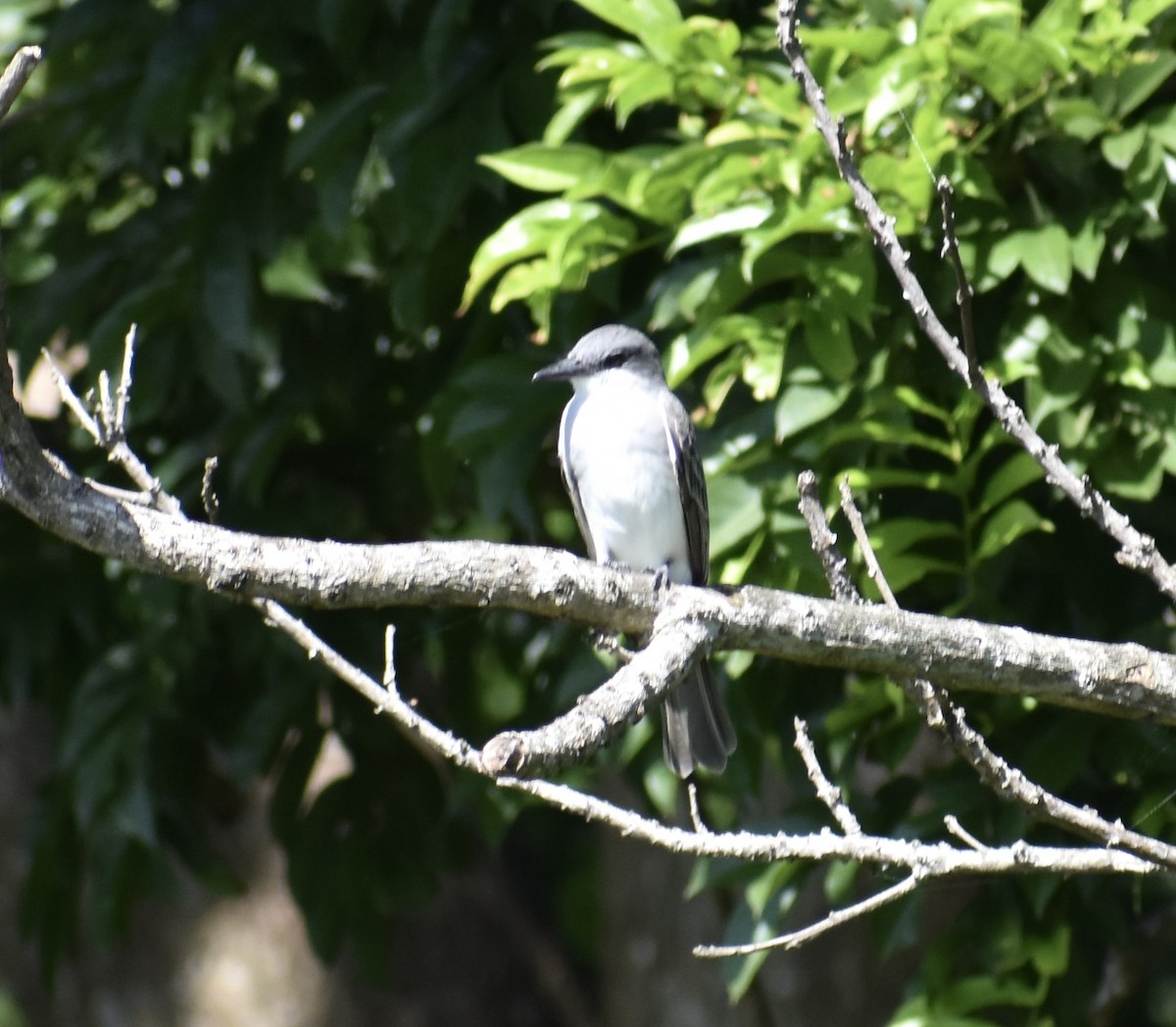 Серый тиранн - ML646551025