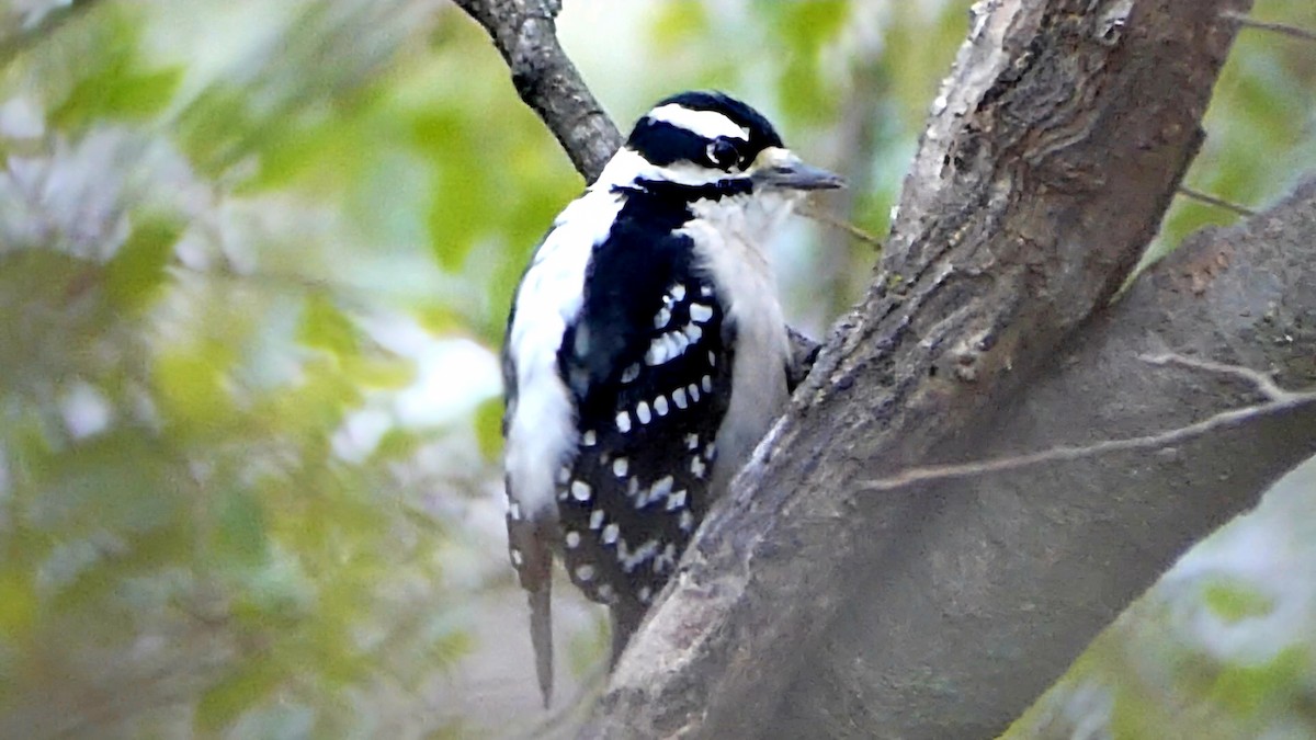 Pico Pubescente - ML646551030