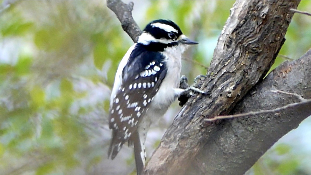 Pico Pubescente - ML646551031