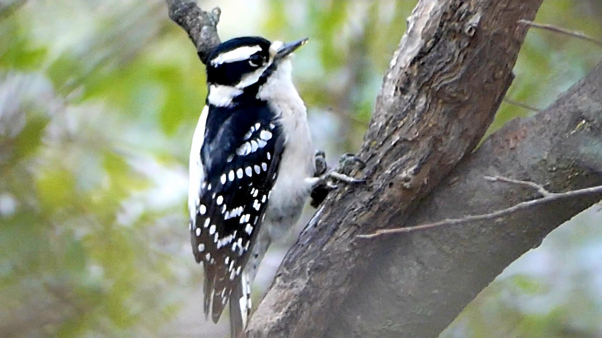 Pico Pubescente - ML646551032