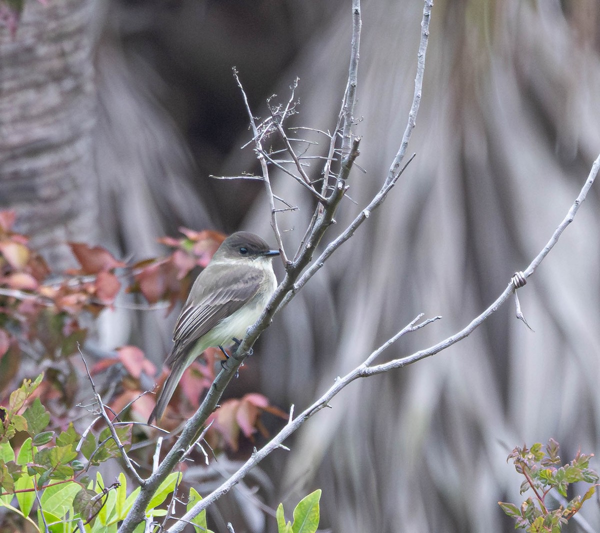 Eastern Phoebe - ML646551034