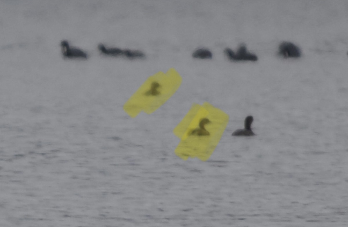 Pied-billed Grebe - ML646551035