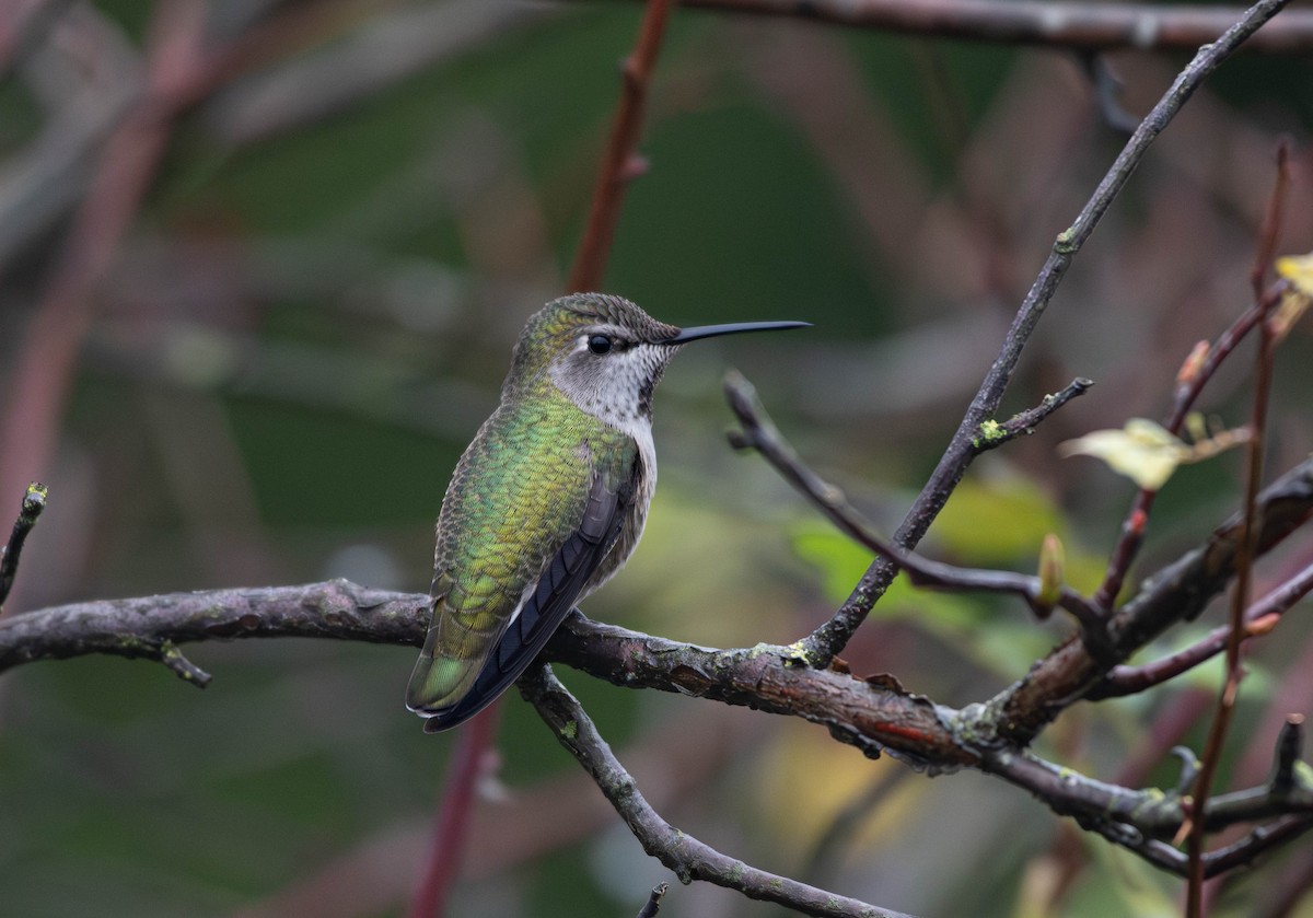 Anna's Hummingbird - ML646551036