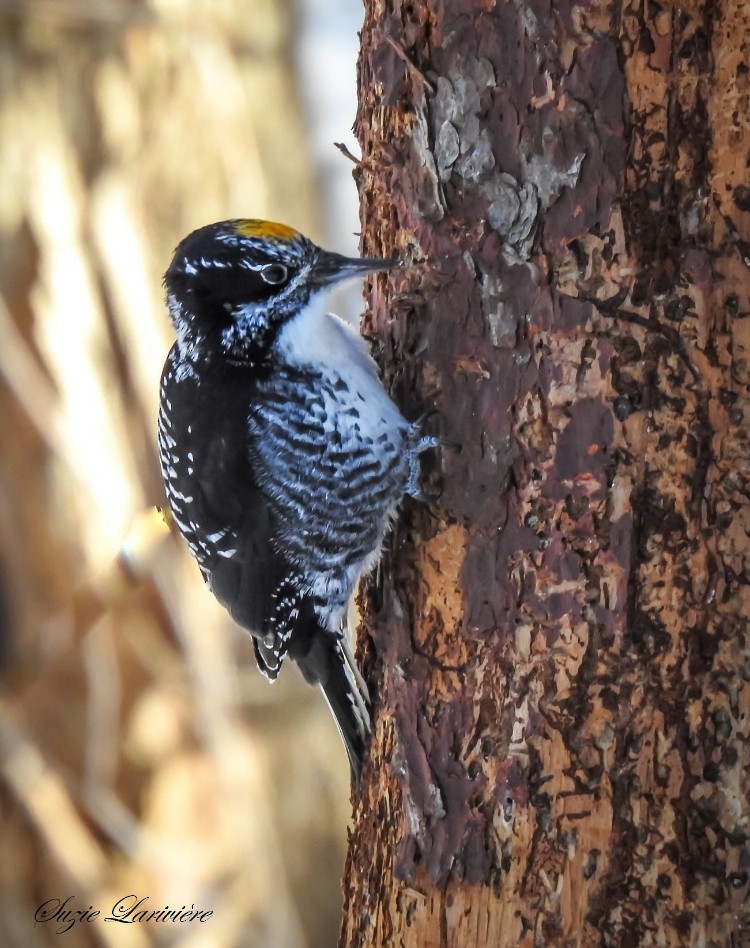 American Three-toed Woodpecker - ML646551037