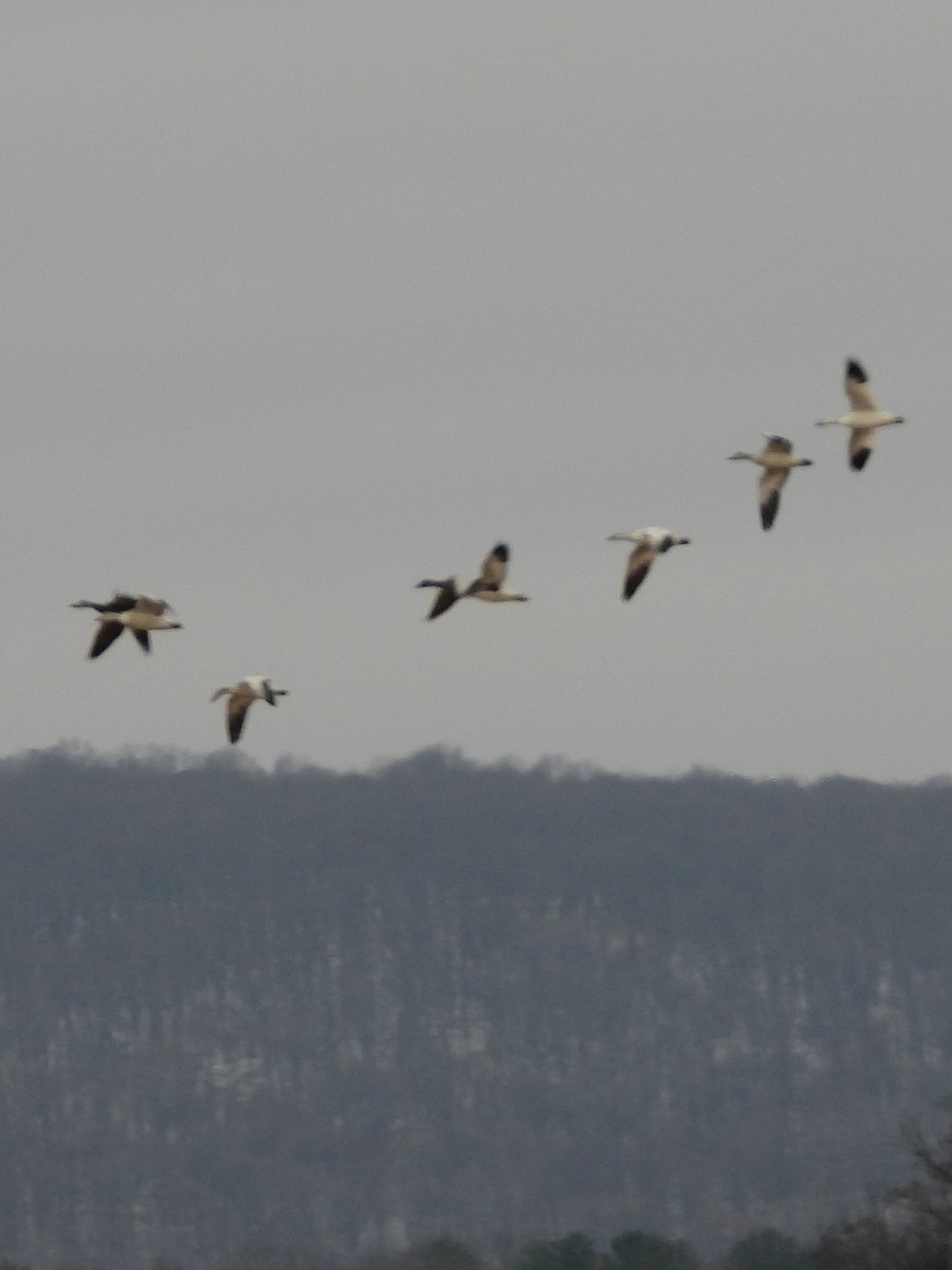 husa sněžní - ML646551039