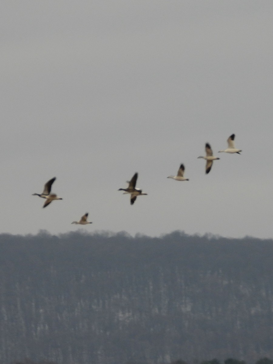 husa sněžní - ML646551040