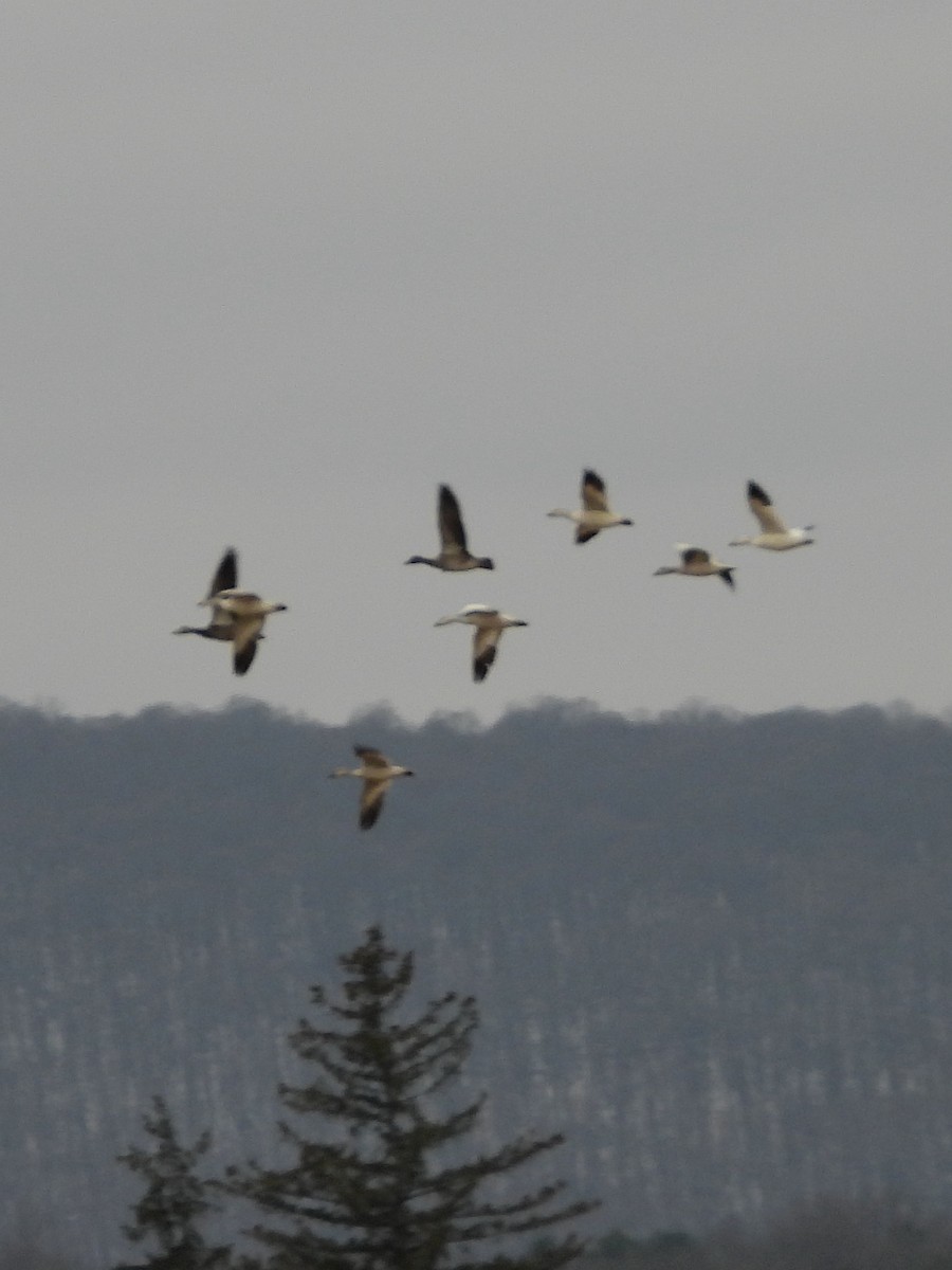 husa sněžní - ML646551041