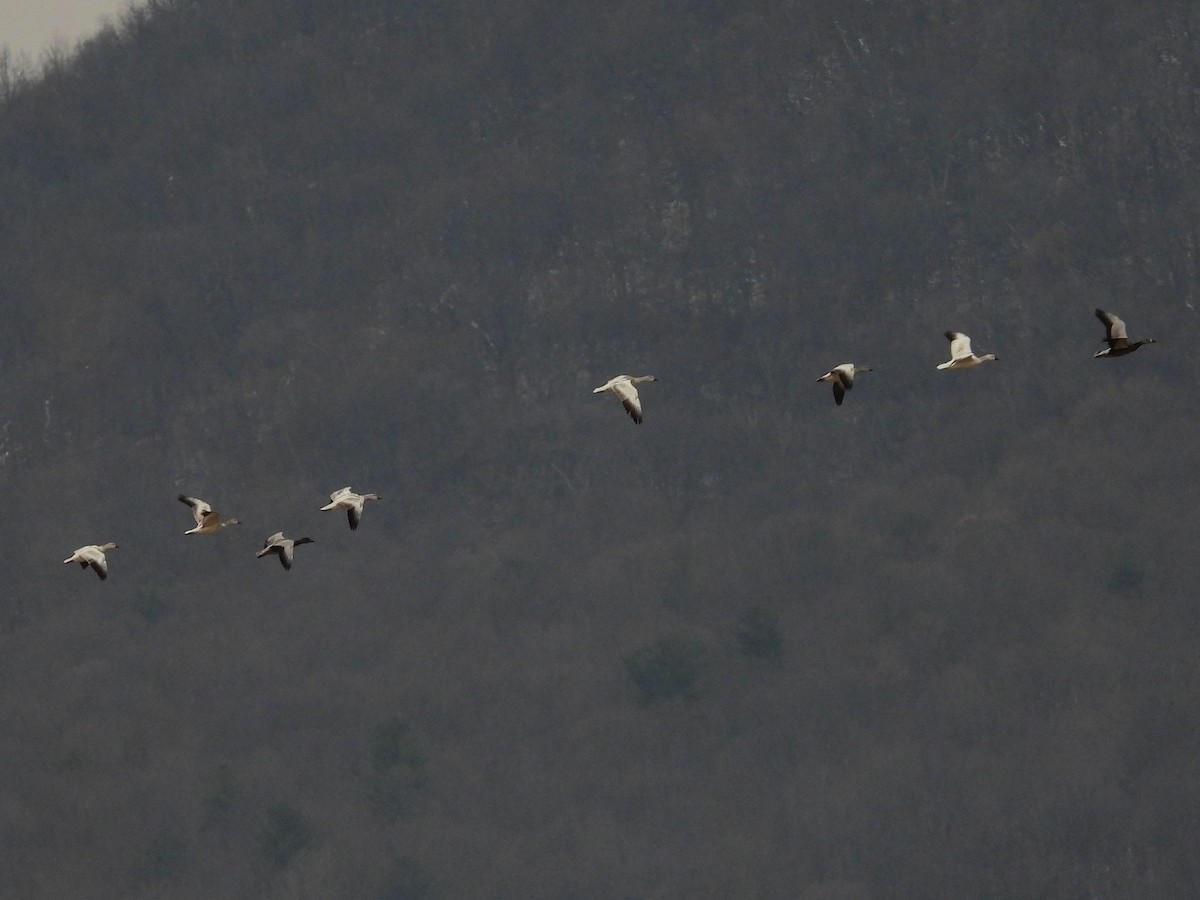 husa sněžní - ML646551042