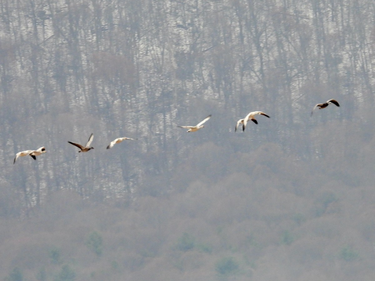 husa sněžní - ML646551043