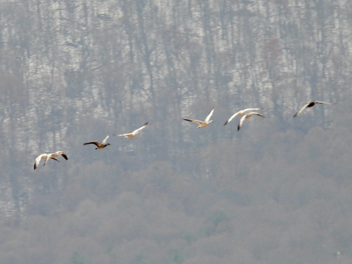 husa sněžní - ML646551044