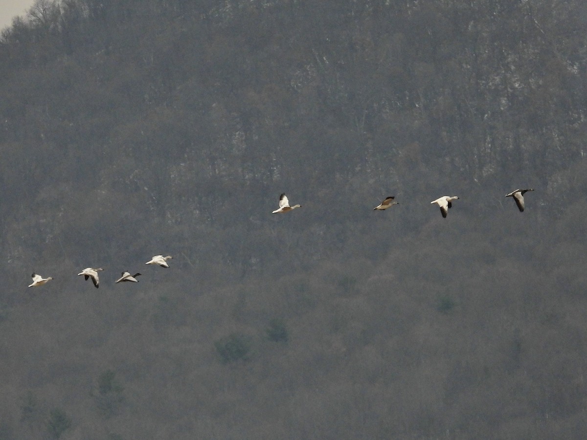 husa sněžní - ML646551045