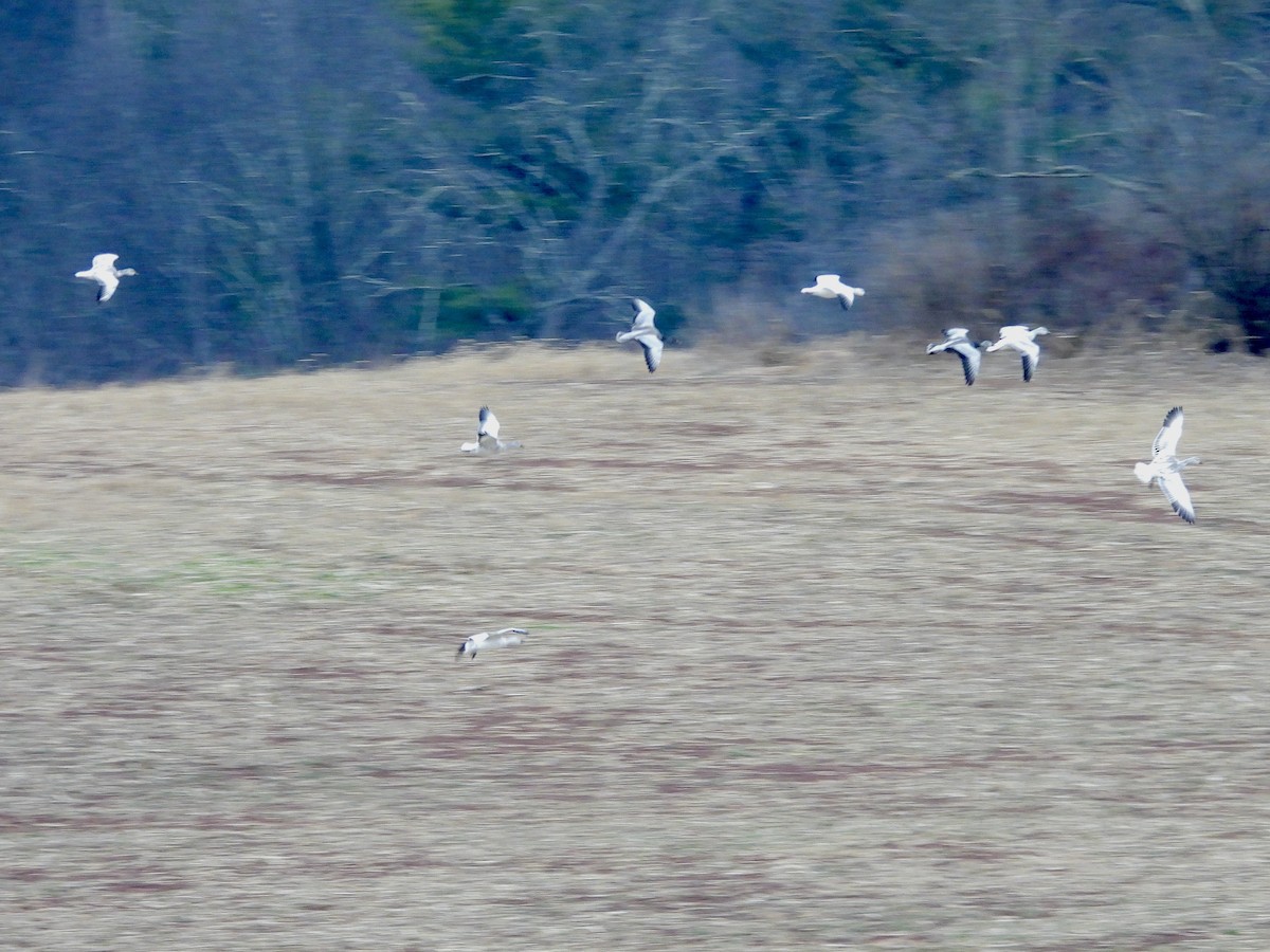 husa sněžní - ML646551047