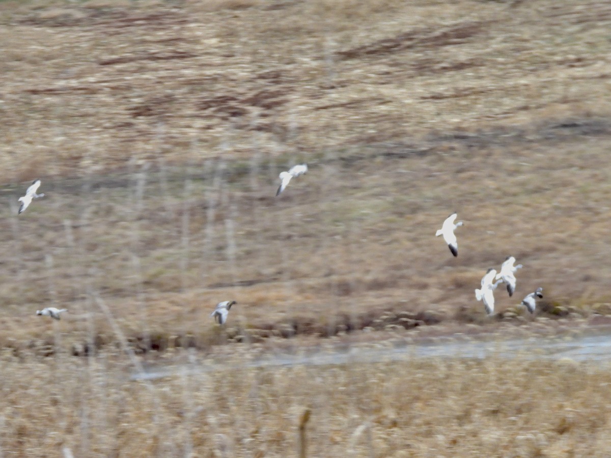 husa sněžní - ML646551048