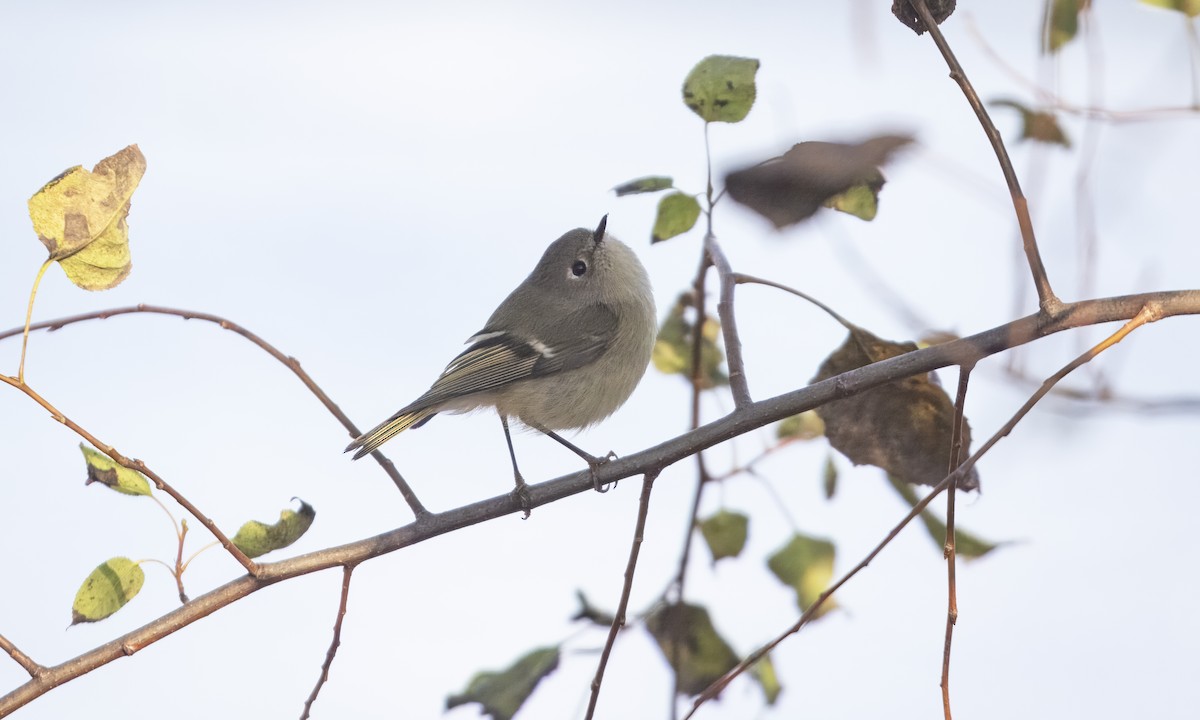 Ruby-crowned Kinglet - ML646551049