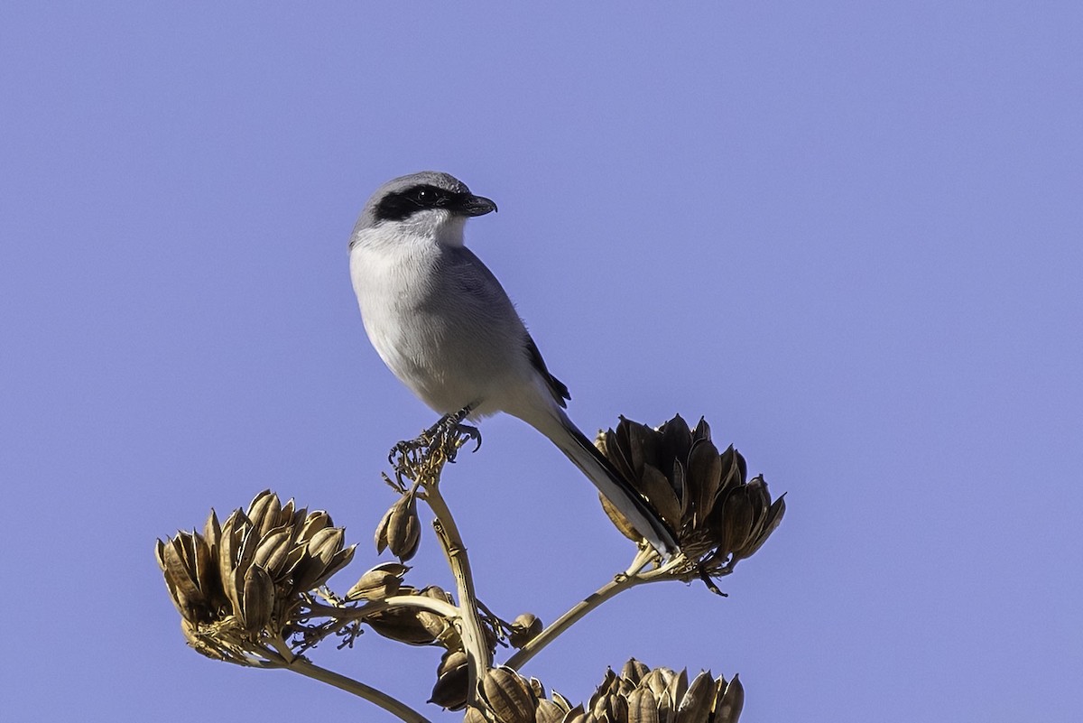 Loggerhead Shrike - ML646551052
