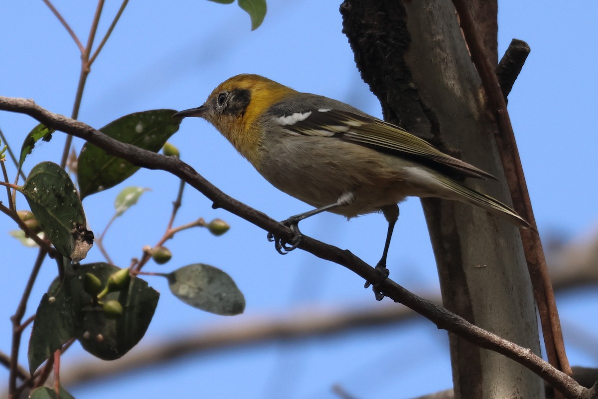 Olive Warbler - ML646551053