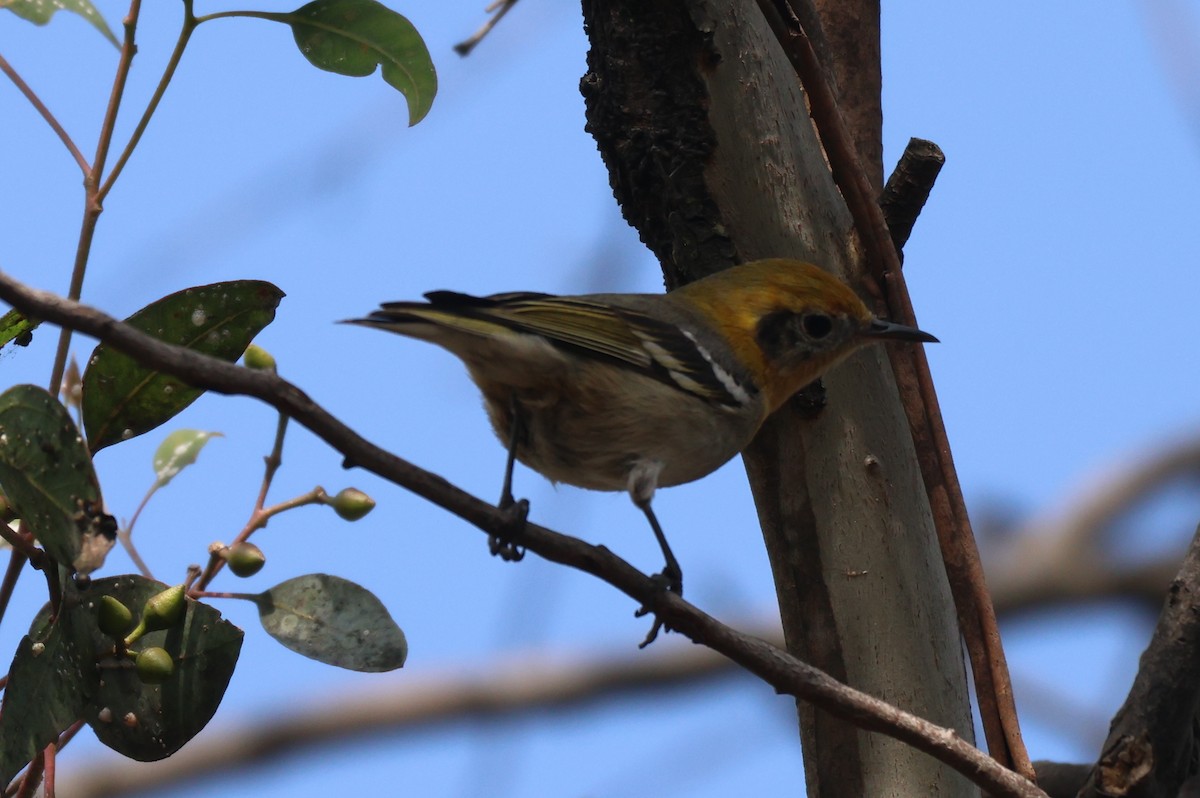 Olive Warbler - ML646551055