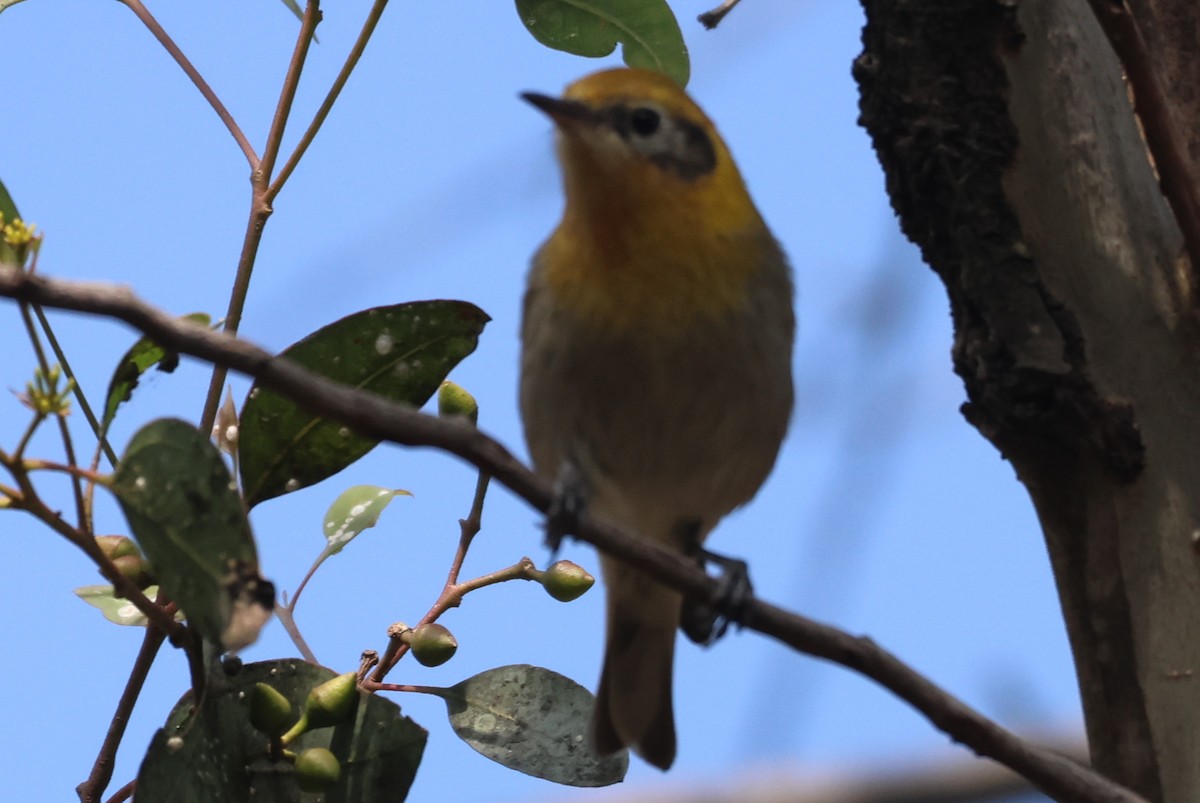 Olive Warbler - ML646551056