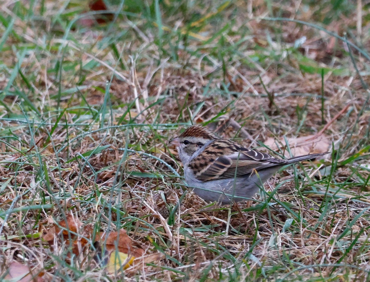 Schwirrammer - ML646551057