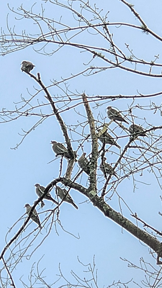 White-winged Dove - ML646551058