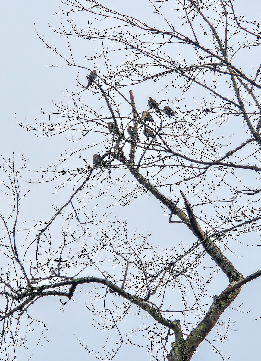 White-winged Dove - ML646551059