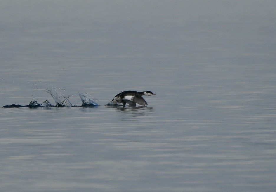 Ухаа шунгуур - ML646551060