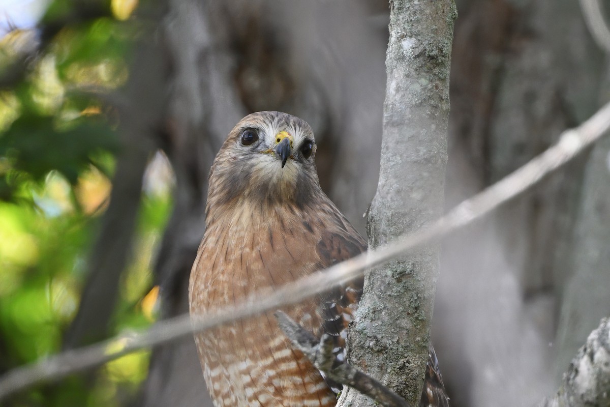 Red-shouldered Hawk (lineatus Group) - ML646551063