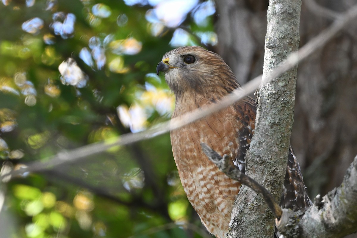 Red-shouldered Hawk (lineatus Group) - ML646551064