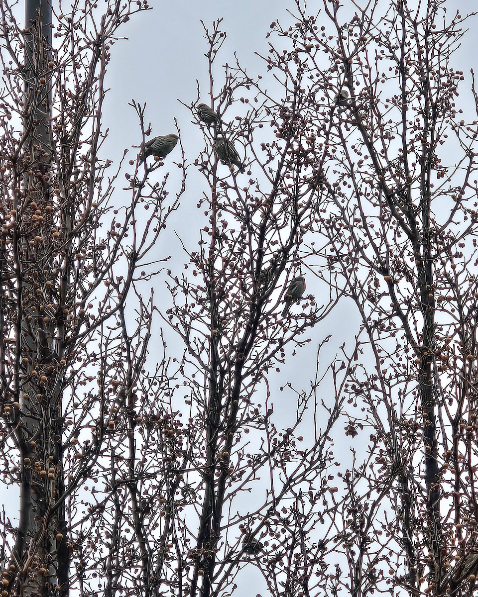 Pine Siskin - ML646551065