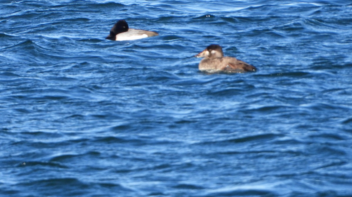 turpan pestrozobý - ML646551066