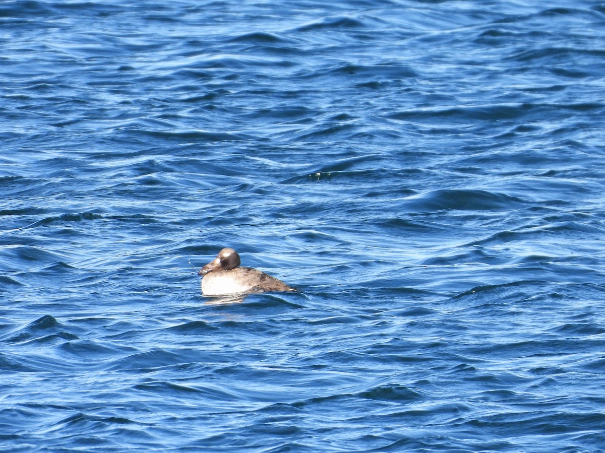 turpan pestrozobý - ML646551067