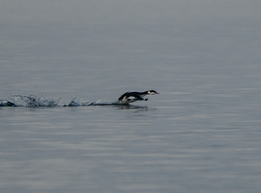 Ухаа шунгуур - ML646551068