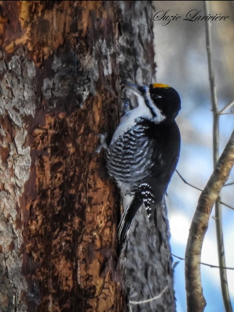 Black-backed Woodpecker - ML646551070
