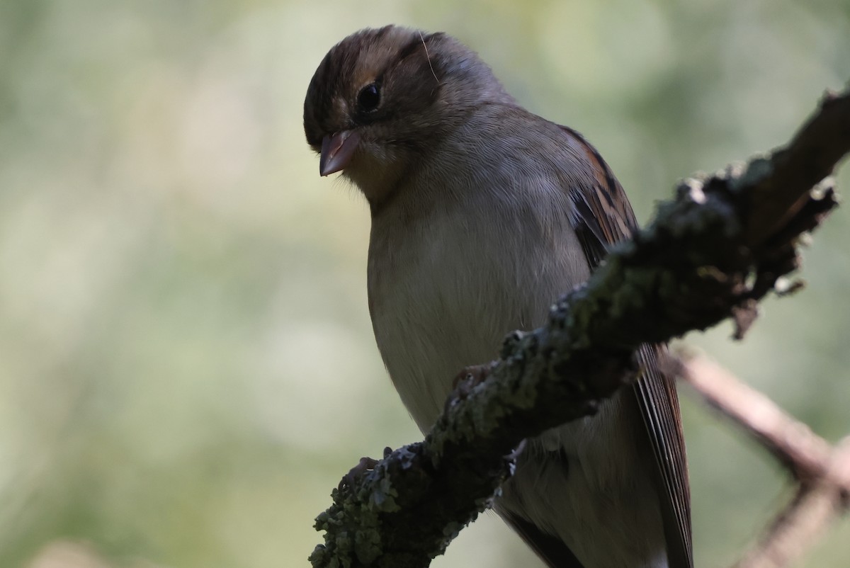 Chipping Sparrow - ML646551072